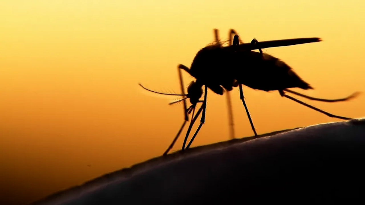 En Colima, confirman la primera muerte por dengue