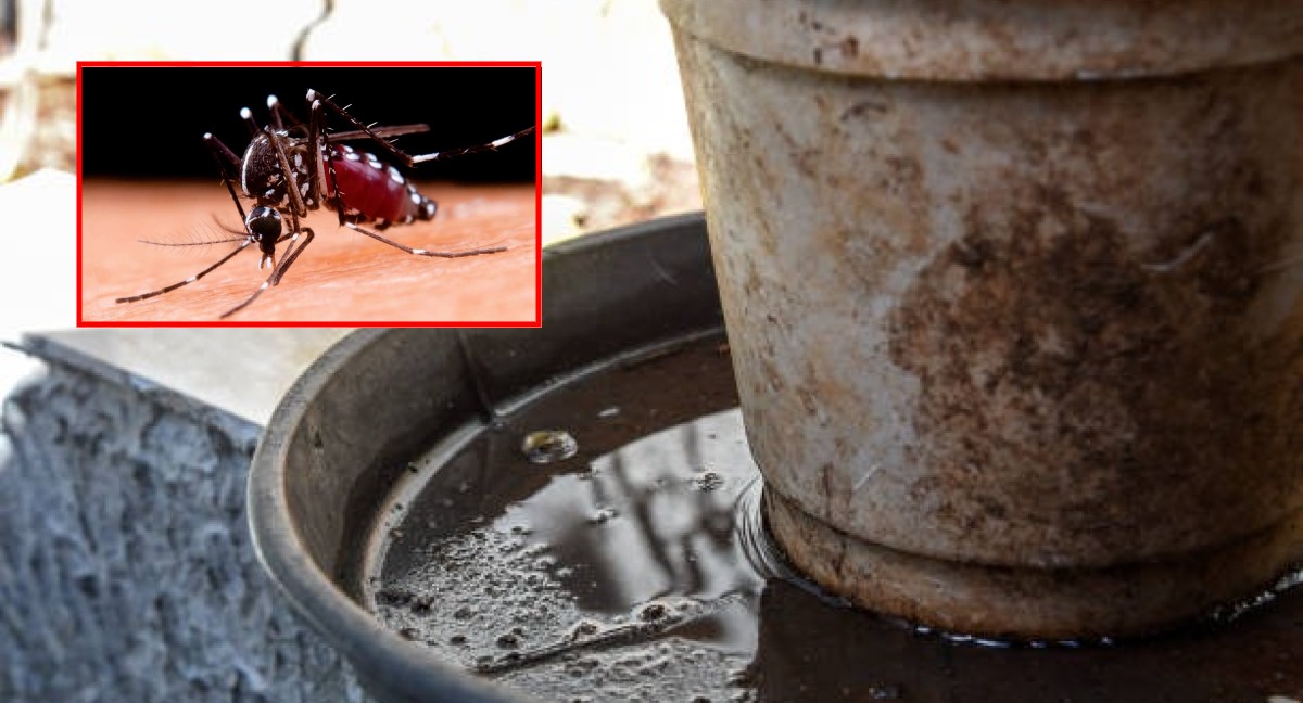 Incrementan casos de Dengue en el estado de Guanajuato | Especial