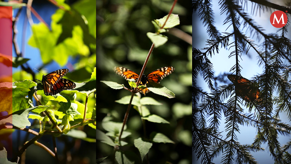 Inicia temporada: Abren santuarios de mariposas Monarca en Michoacán y Estado de México | Fotos: Octavio Hoyos | Diseño: Óscar Ávila
