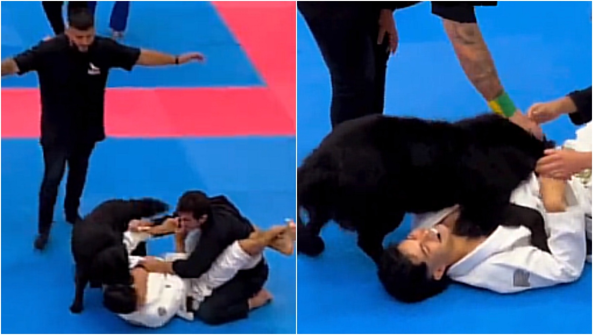 Perro interrumpe combate de jiujitsu para defender a su dueño (Especial)
