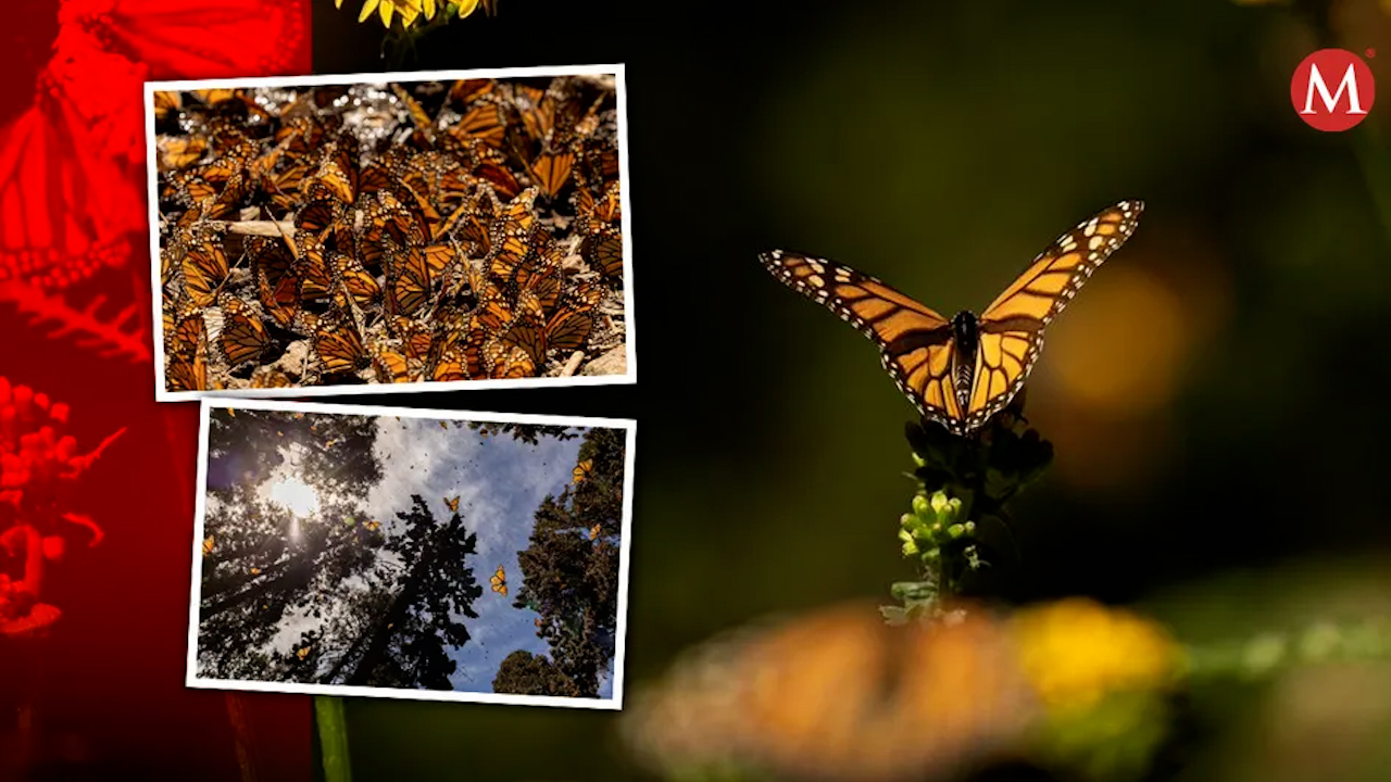 Santuarios de la mariposa monarca en Michoacán abren al público