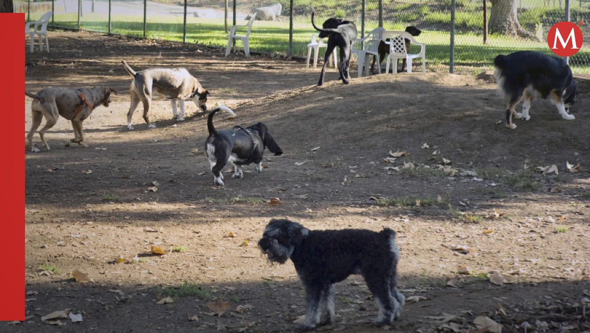 Laboratorios veterinarios en varios estados de EU están investigando la inusual enfermedad respiratoria  | Agencia AP