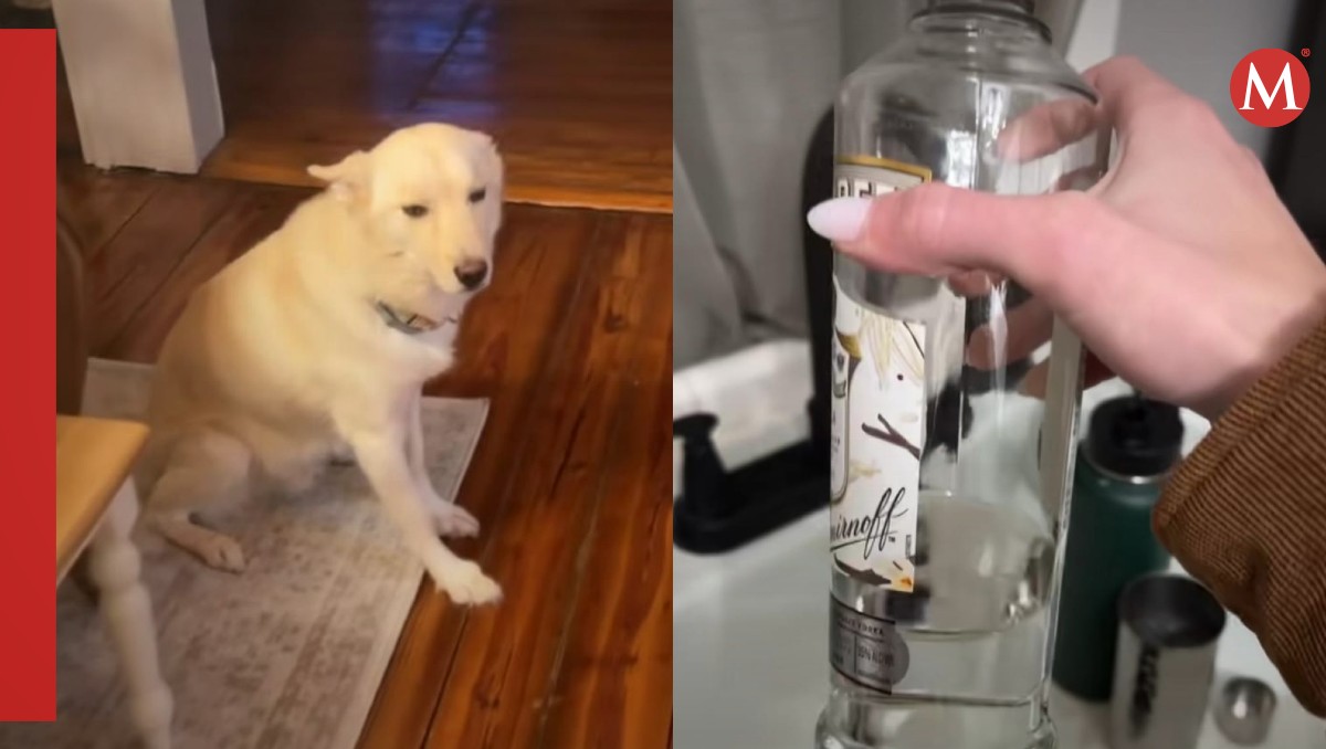 Un perrito se emborrachó cuando se quedó solo en casa. | ESPECIAL