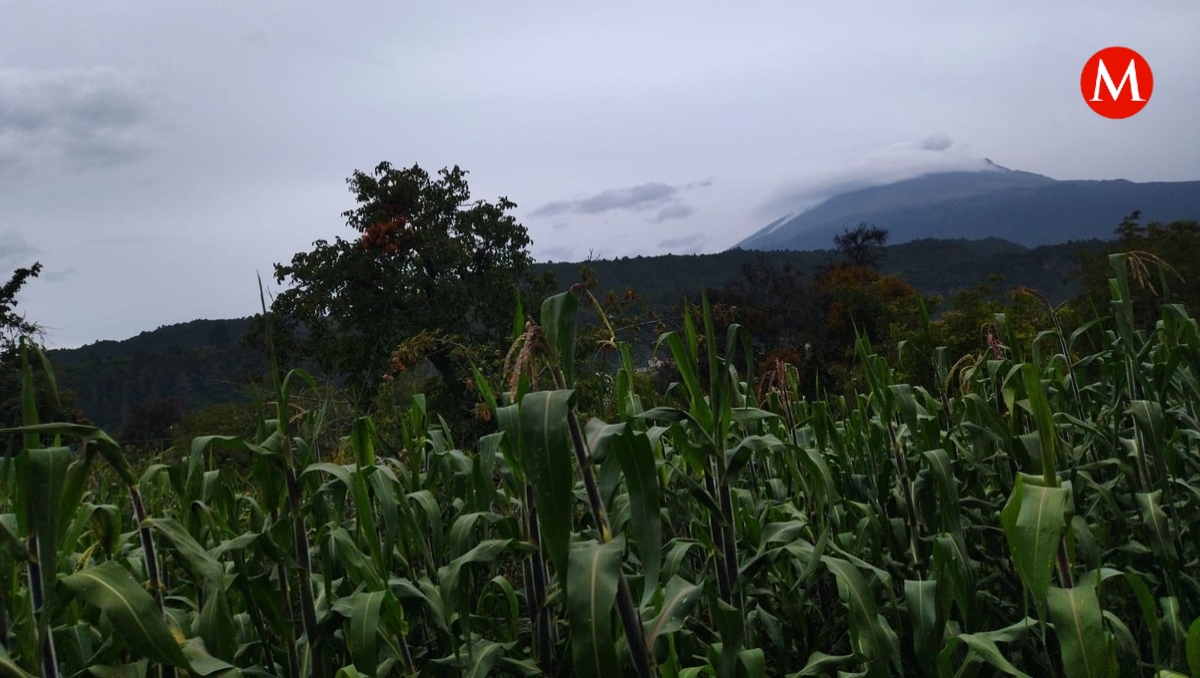 Altos precios, sequías e inseguridad afectan labor en el campo poblano | Jaime Zambrano
