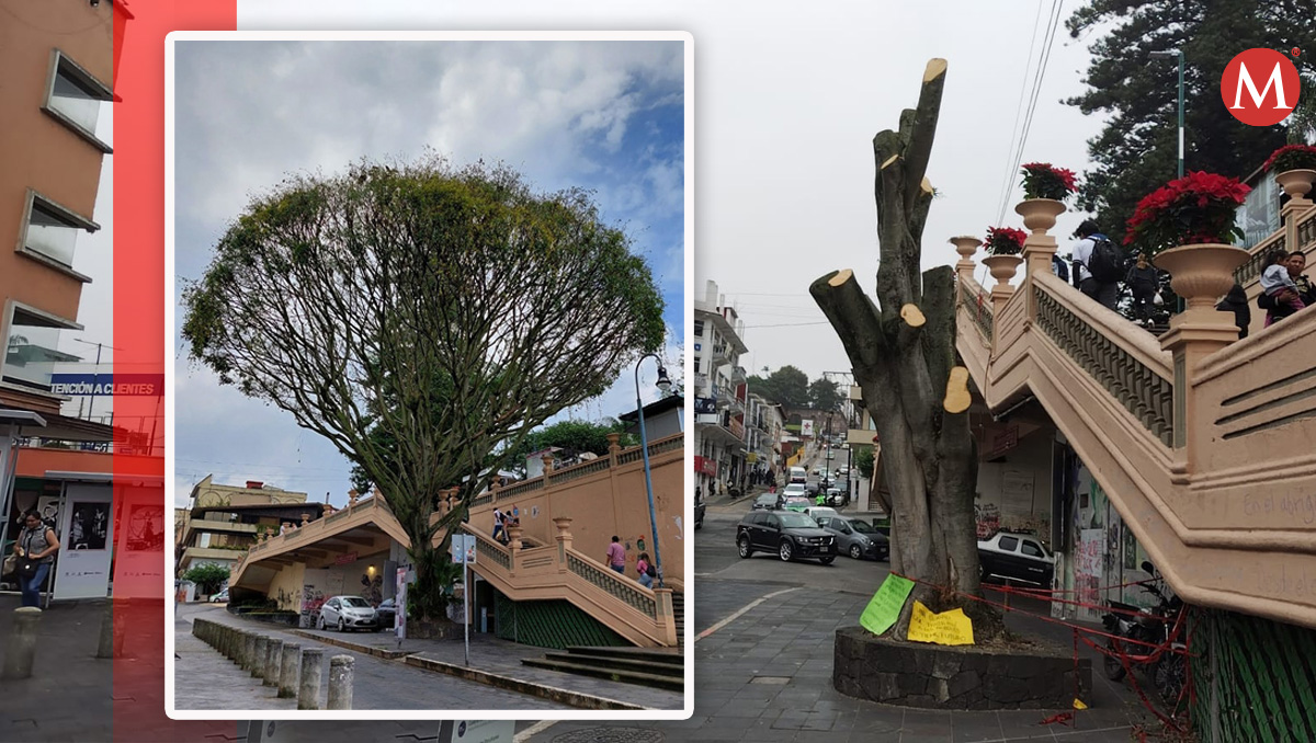 El árbol se encontraba frente a la biblioteca Carlos Fuentes (diseño: Mauricio Ledesma)