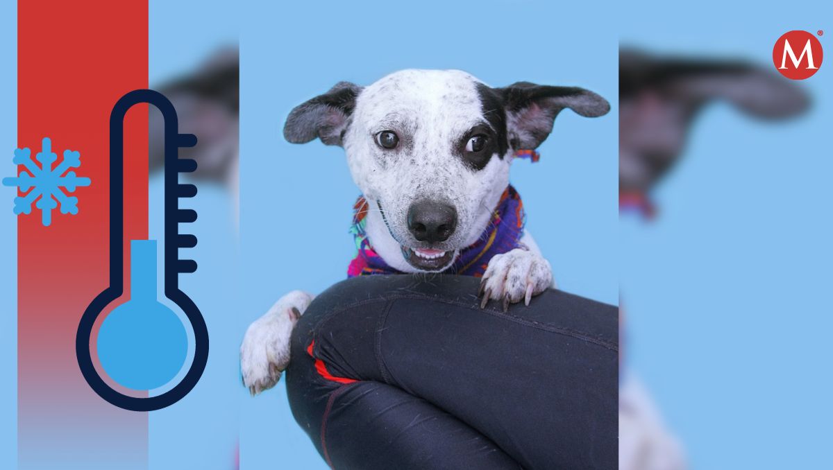 Control Canino de Torreón arrancó con una campaña de donación de cobijas y cobertores. (Especial)