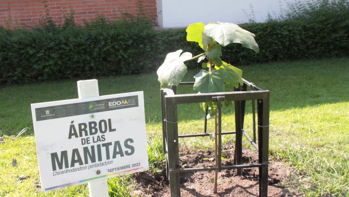 Ejemplar de 'Árbol de las manitas' | (Iván Carmona)