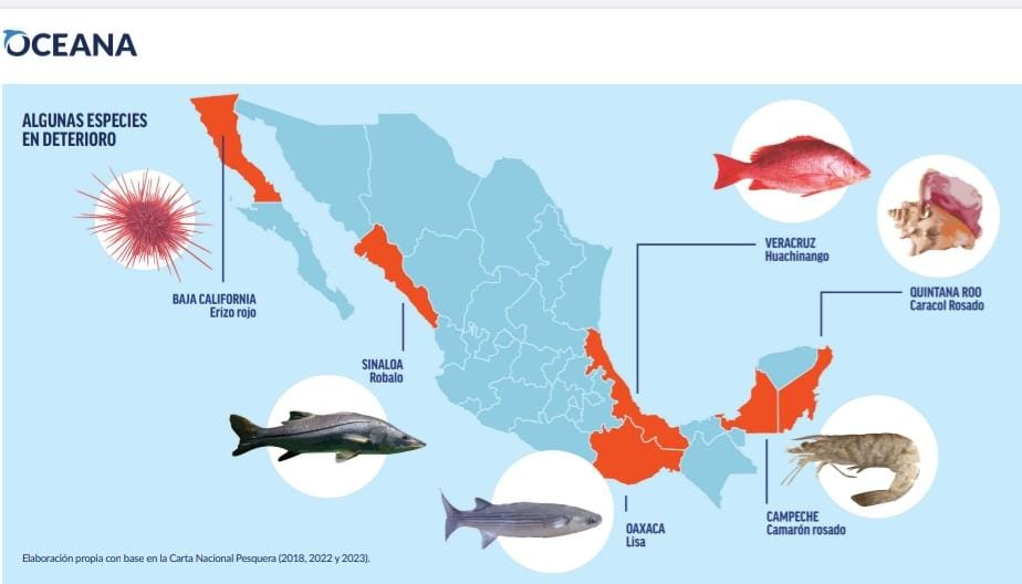 Las tres especies entraron en la lista de peces "en deterioro" por sobrepesca. (Especial)