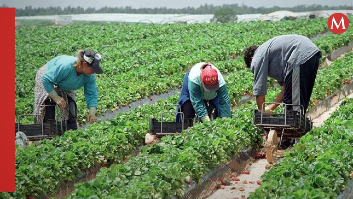Ocupación de mujeres en trabajos de campo disminuye en Tamaulipas