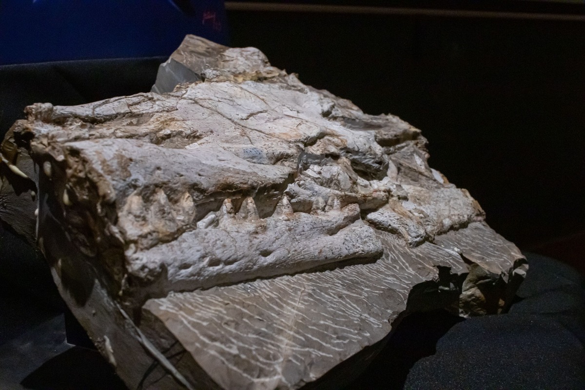 Yaguarasaurus regiomontanus. (Especial)