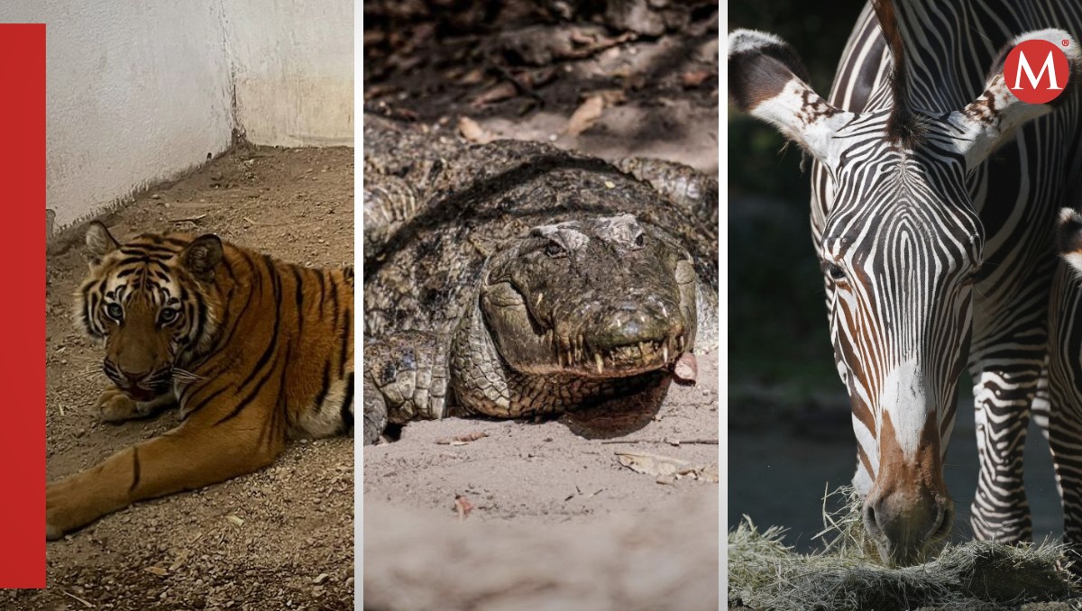 De los tigres de El Nini a otros animales exóticos de los narcos