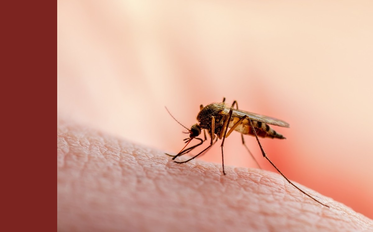 Dengue