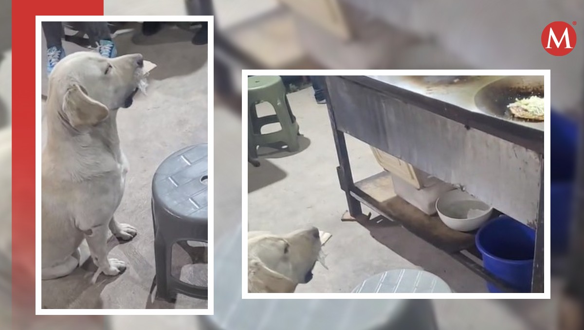 El perrito llegó con un rollo de papel cuando fue captado en video.