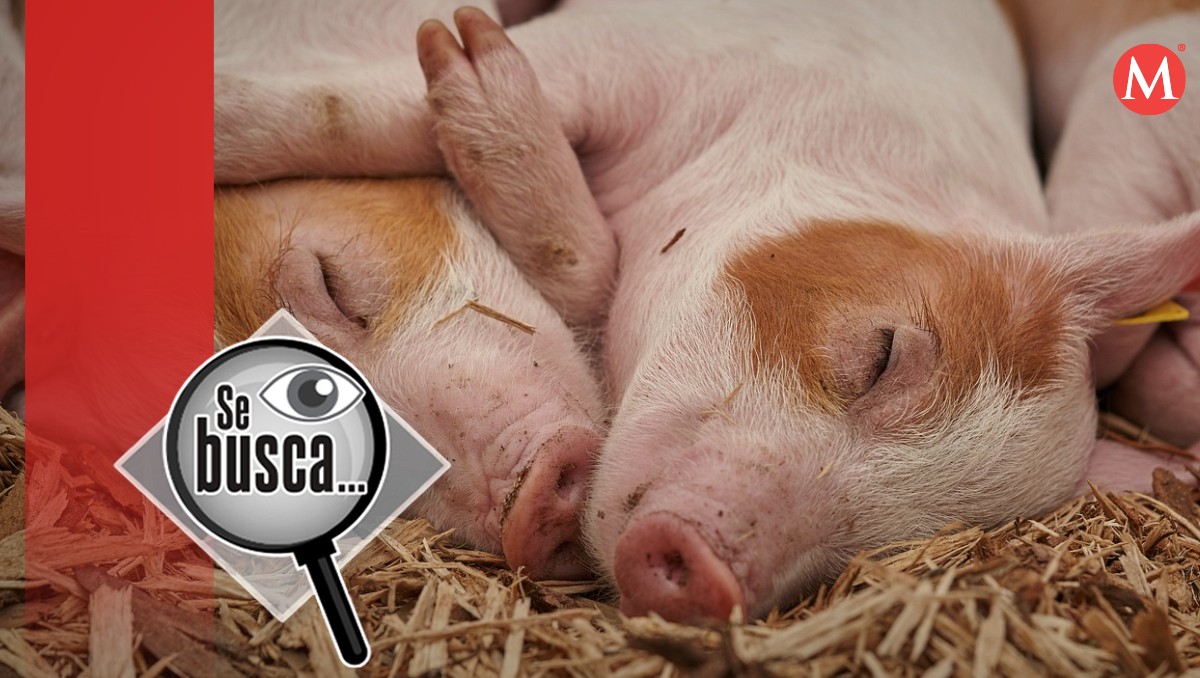 Empresas extranjeras buscan a médicos veterinarios zootecnistas. Foto: (Pixabayu)