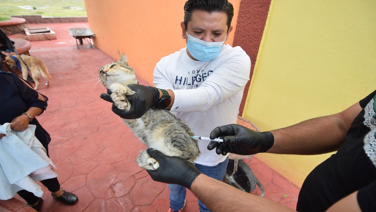 Garantizarán el bienestar de animales. (Francisco Villeda)