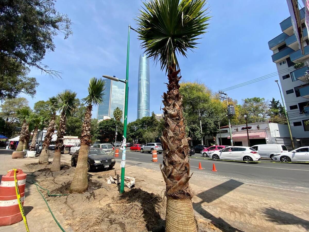 Se plantaron 205 árboles en avenida Doctor José María Vértiz.