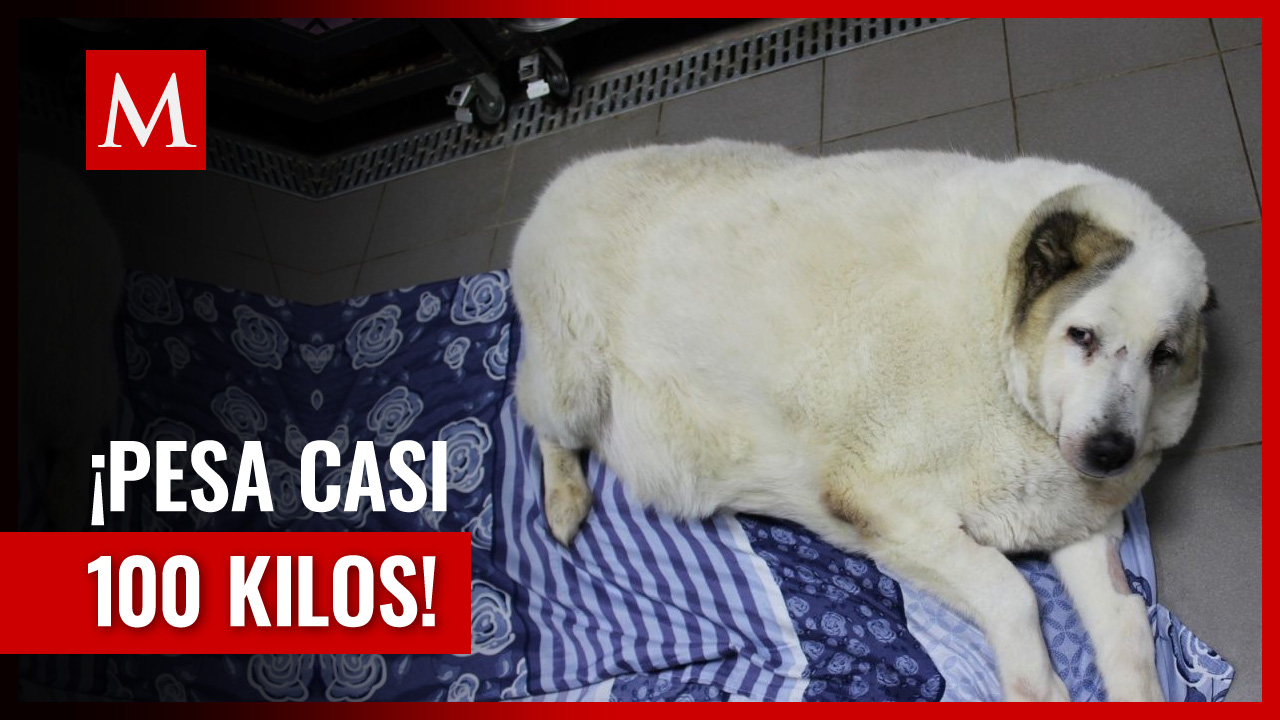 Rescatan a Krugets, perrito callejero con obesidad mórbida