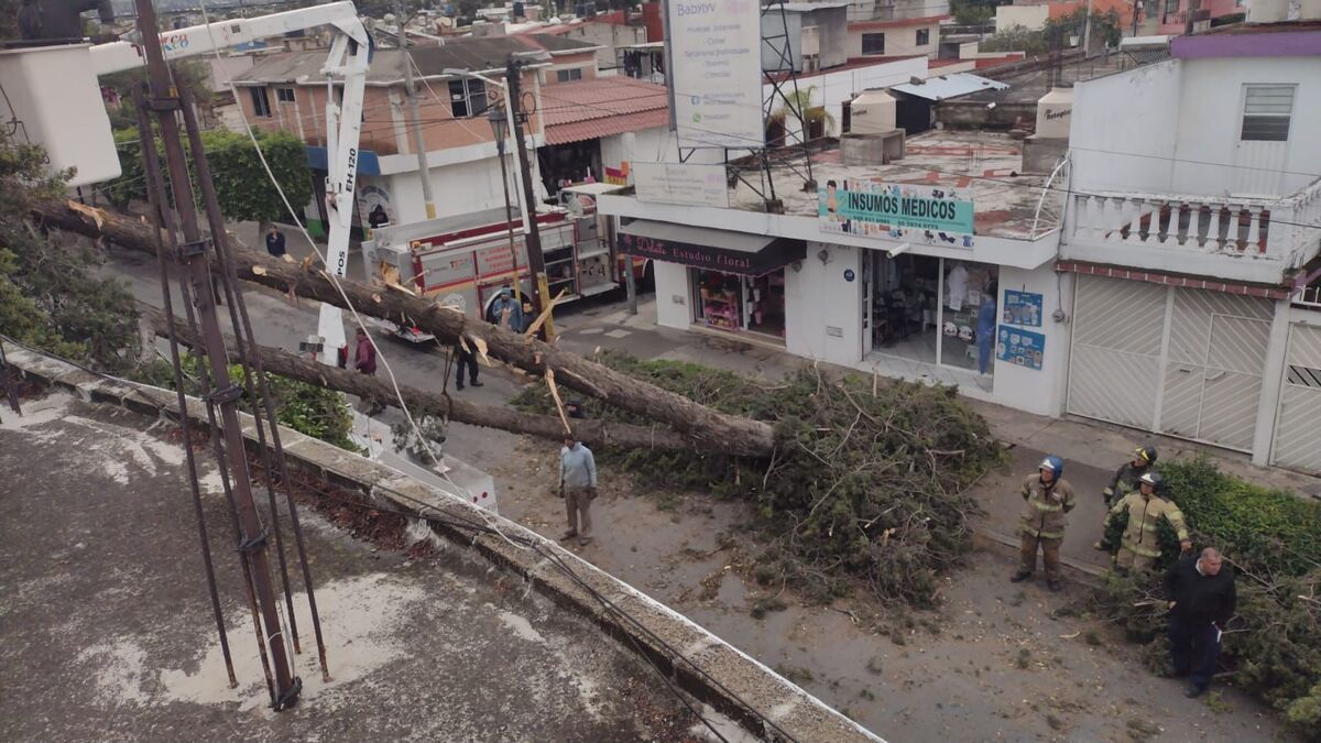 Se reportaron cáidas de árboles.| (Especial)