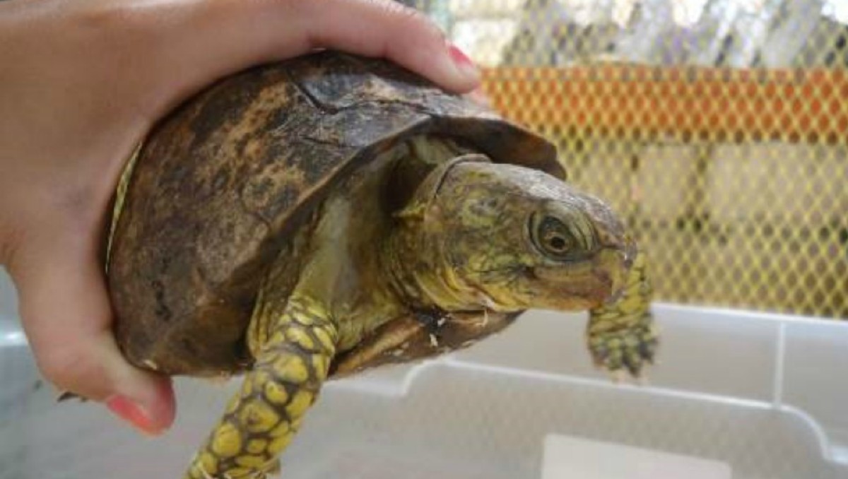 Tortuga