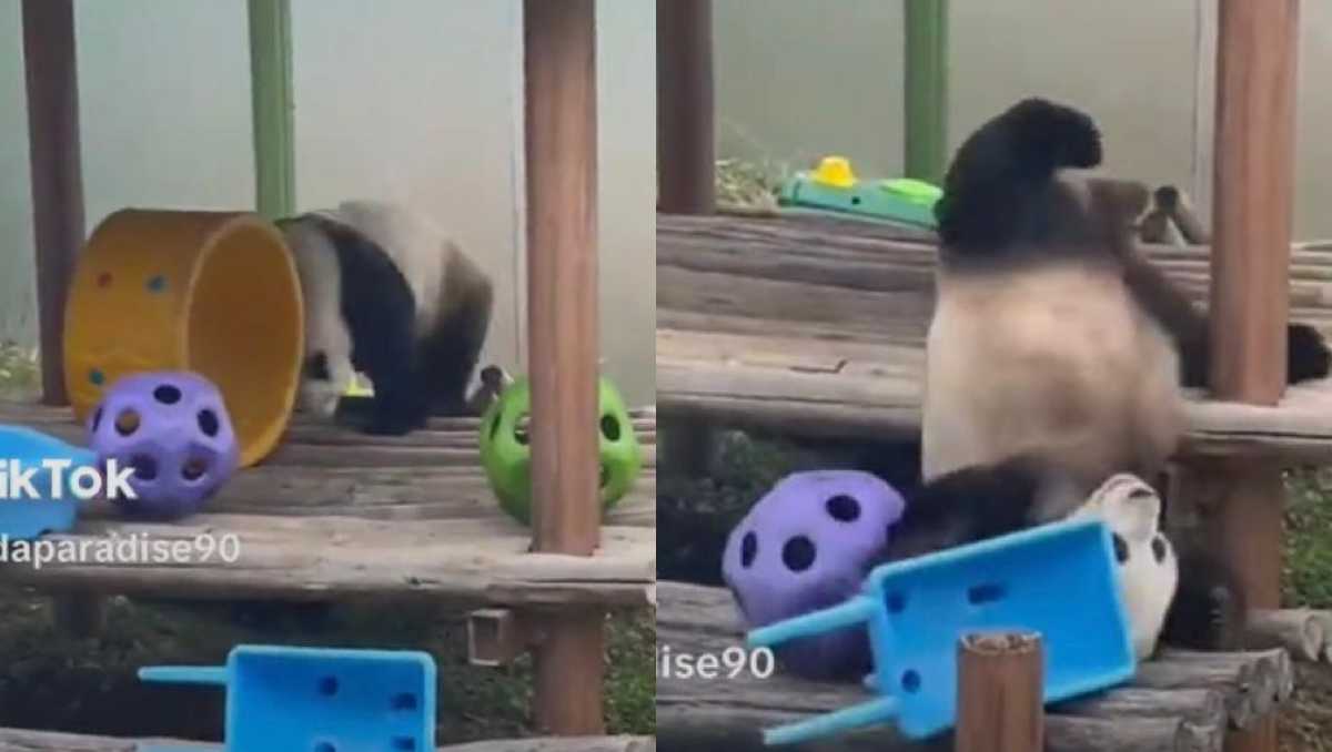 Panda sufre caida graciosa/ Captura de X
