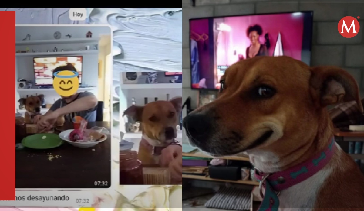 Perrito se va de casa y desayuna con vecina