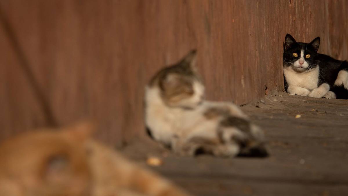 De acuerdo con una cliente, había gatos deambulando en las mesas de los comensales | (Cuartoscuro)