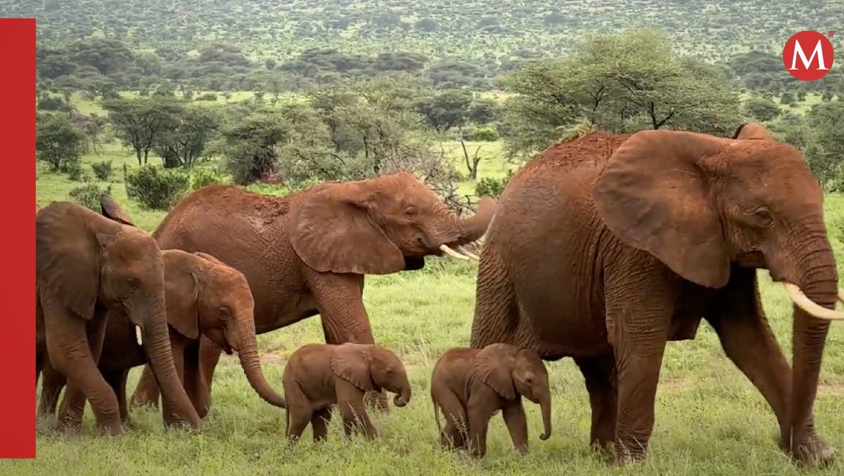 Los elefantes tardan en gestarse 22 meses en el vientre de su madre. | Save the Elephants