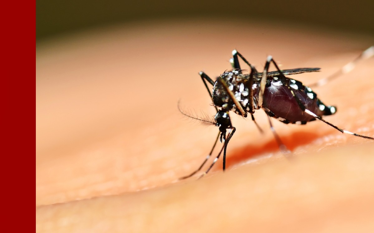 Dengue en Guanajuato