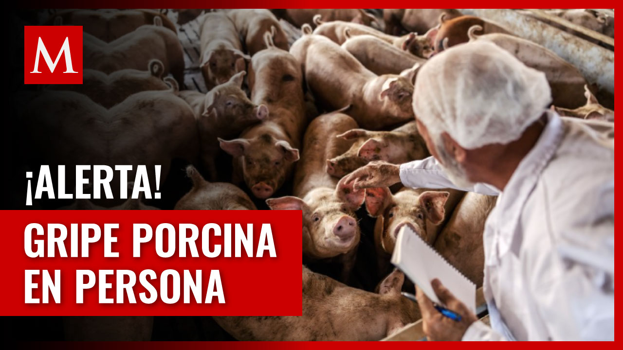 Alerta de salud: Primer caso de gripe porcina en humanos en el Reino Unido