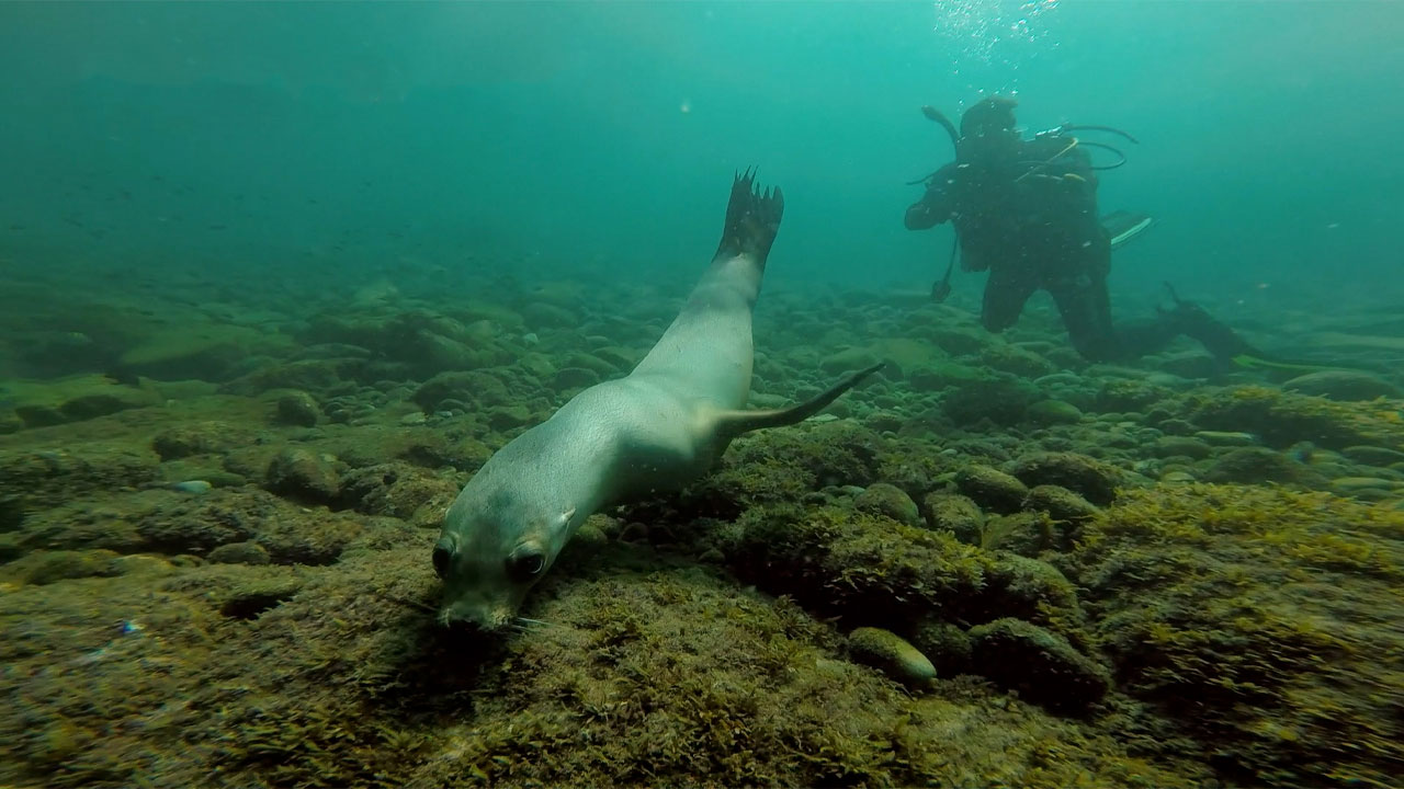 El asombroso circo submarino | Conexión Milenio