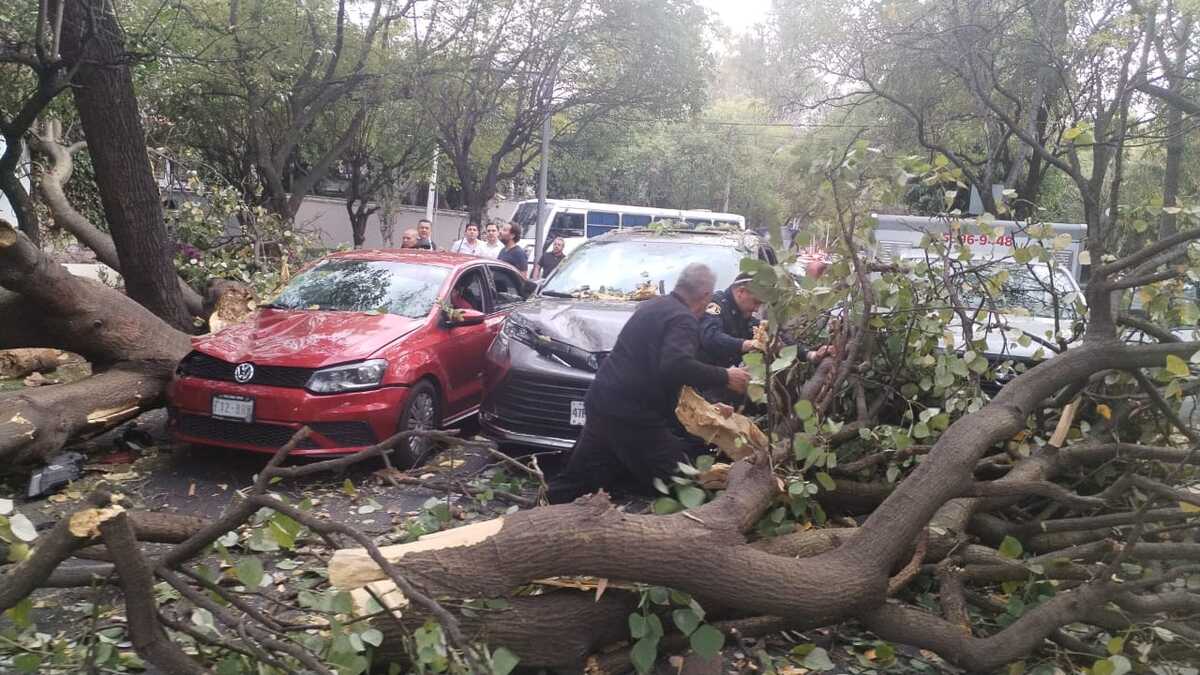 Caída de árbol en alcaldía Miguel Hidalgo. Foto: X. @SGIRPC_CDMX