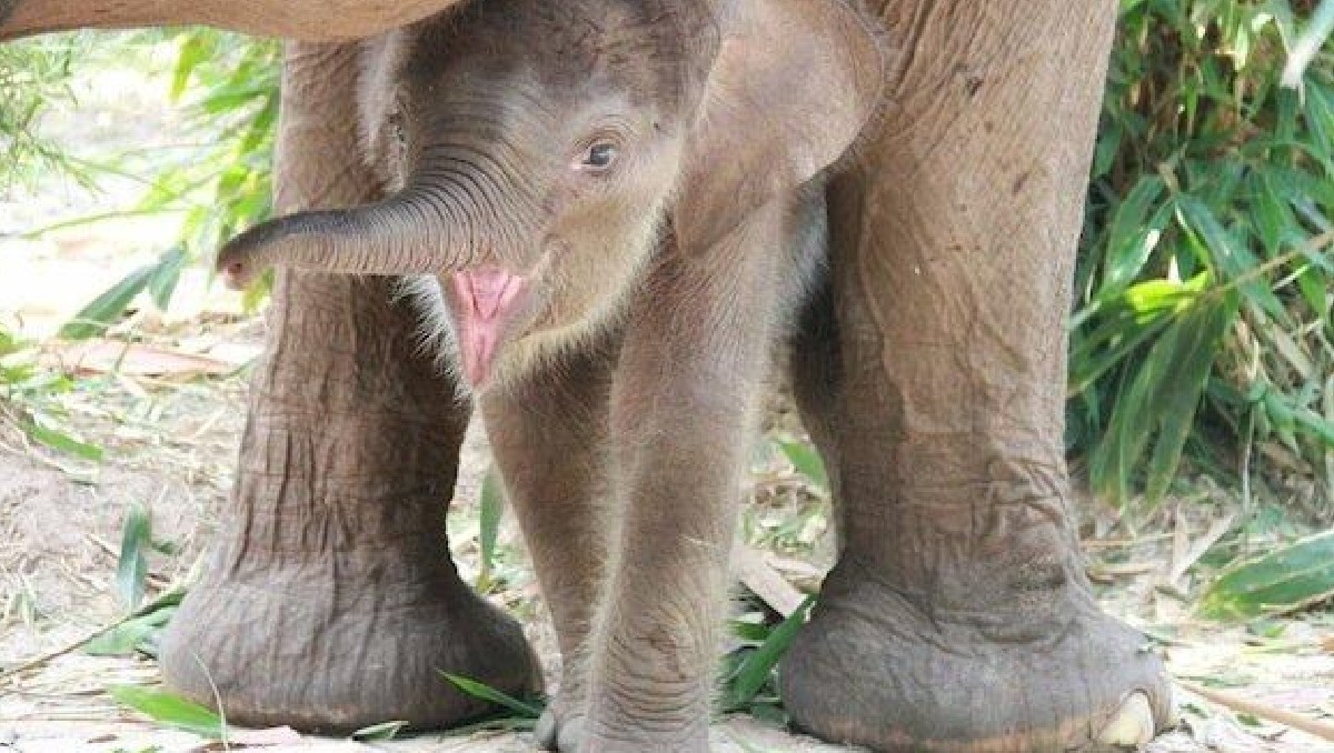 Nace cría de elefante de sumatra en Indonesia| EFEverde