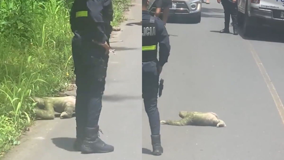 El oso perezoso se hizo viral a través de redes sociales | Captura
