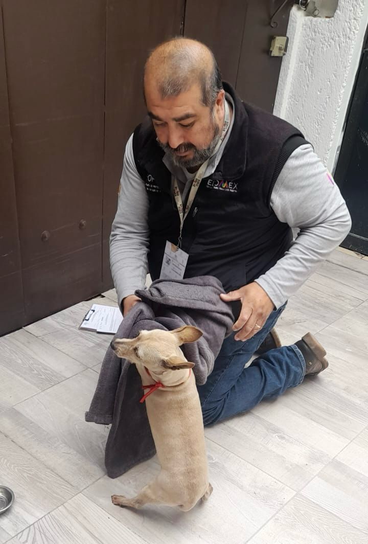 Perro 'Licenciado' de Naucalpan.| (Especial)