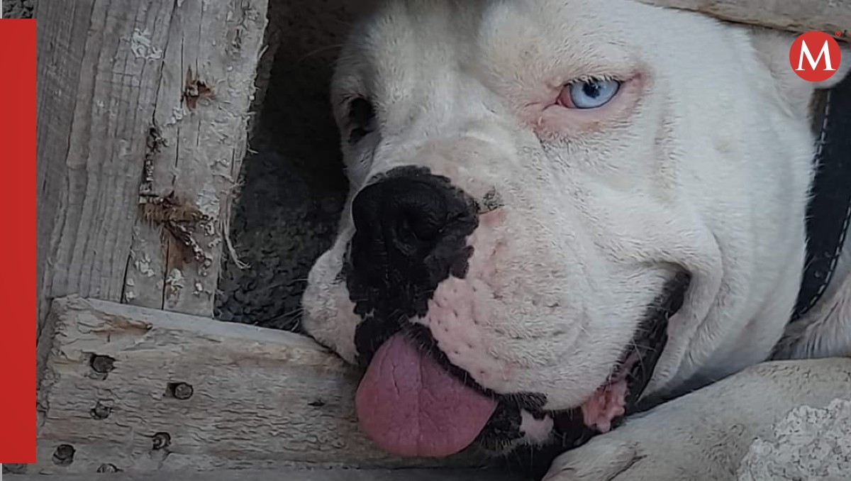 El perro de raza pitbull fue atacado por un vecino de su dueña (Alejandro Ruvalcaba)