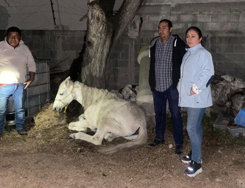 Rescate de un caballo.
