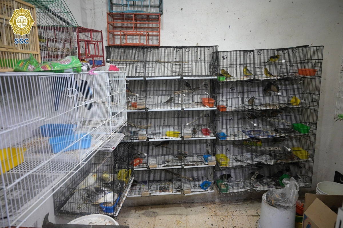 Aseguran más de mil aves en CdMx
