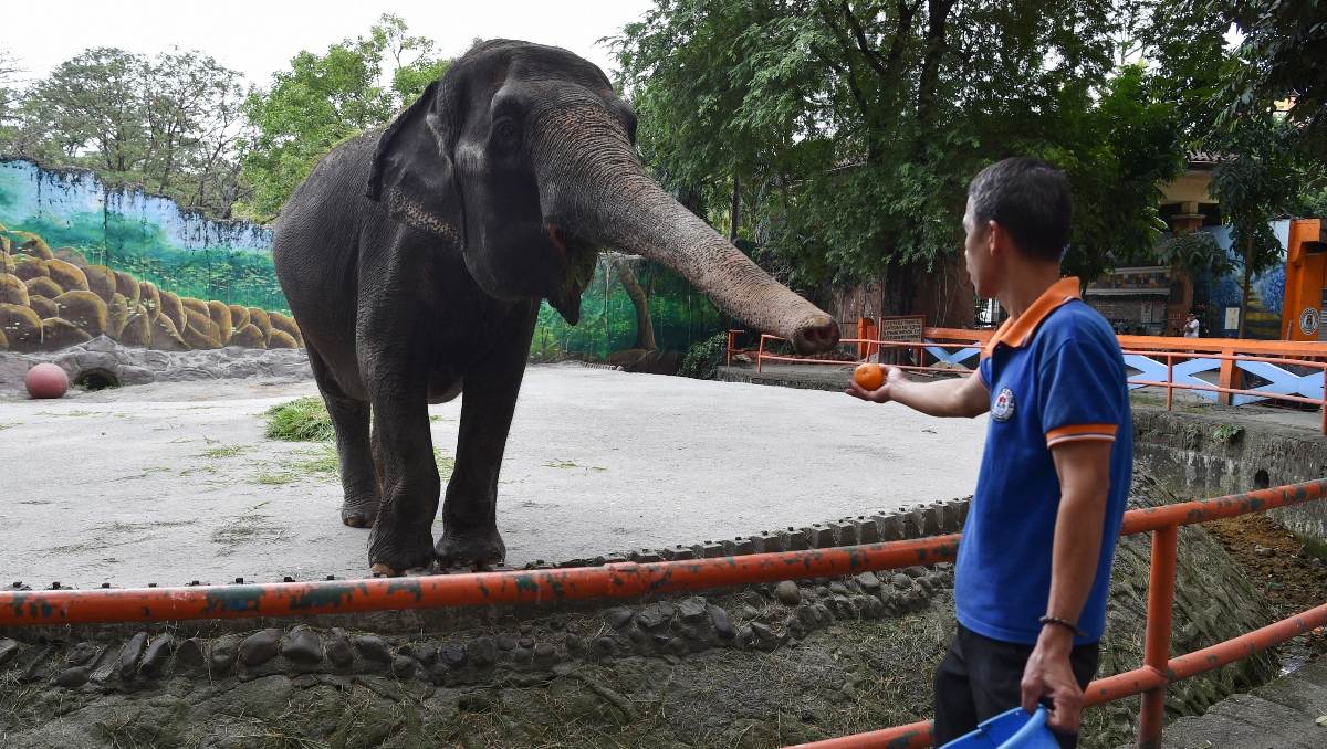 Mali, el elefante más triste del mundo murió a los 49 años | AFP