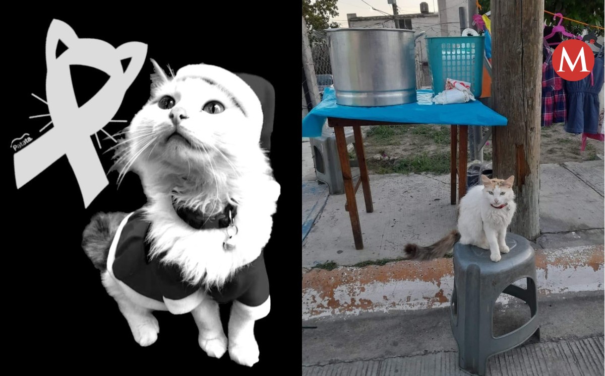 Muere gatita que vendía tamales con su dueña en Tampico