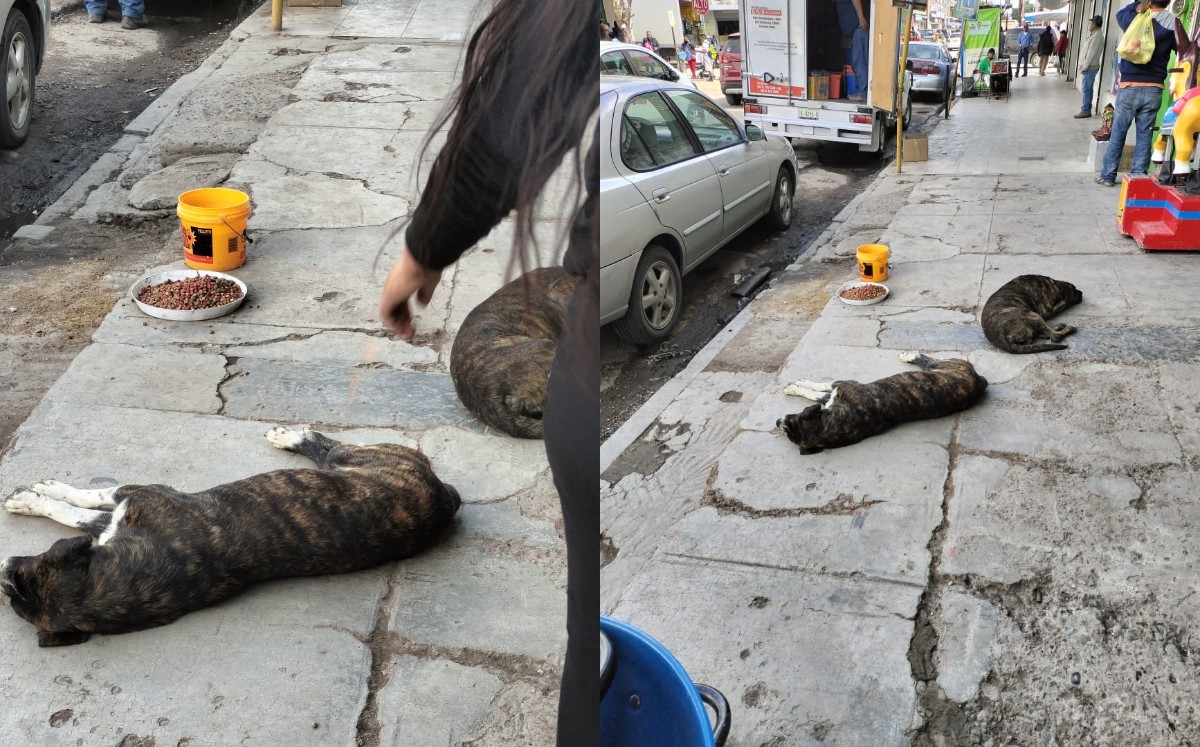 Los perritos se recuestan afuera del negocio después de comer. (Especial)