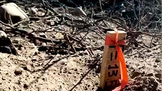 Proyecto ferroviario afecta el hábitat de especies en peligro de extinción en Sonora