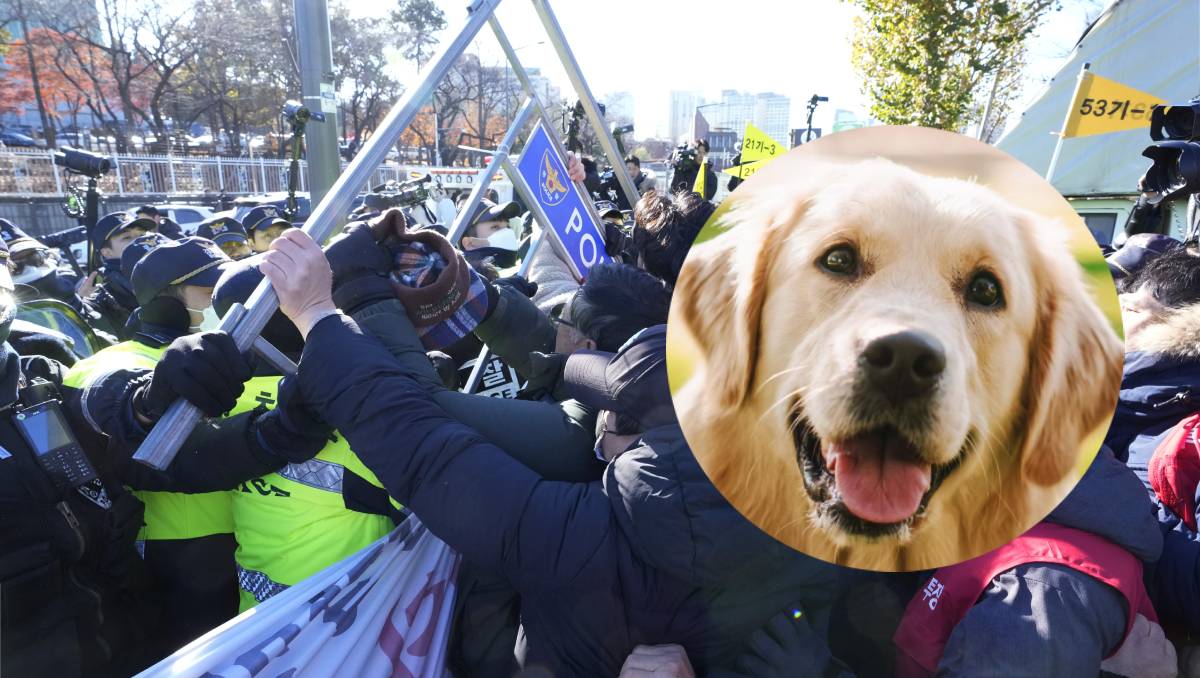 Manifestantes a favor del consumo de perros enfrentados con la policía | AP