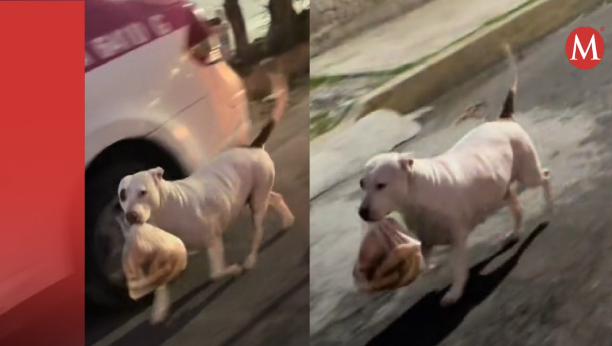 Perrita lleva pan en la boca y se rivaliza | Captura