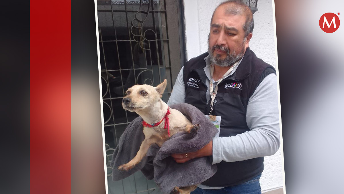 El perrito, en la imagen, ya se encuentra bajo cuidado de la organización Mundo Patitas | (Diseño: Milenio)
