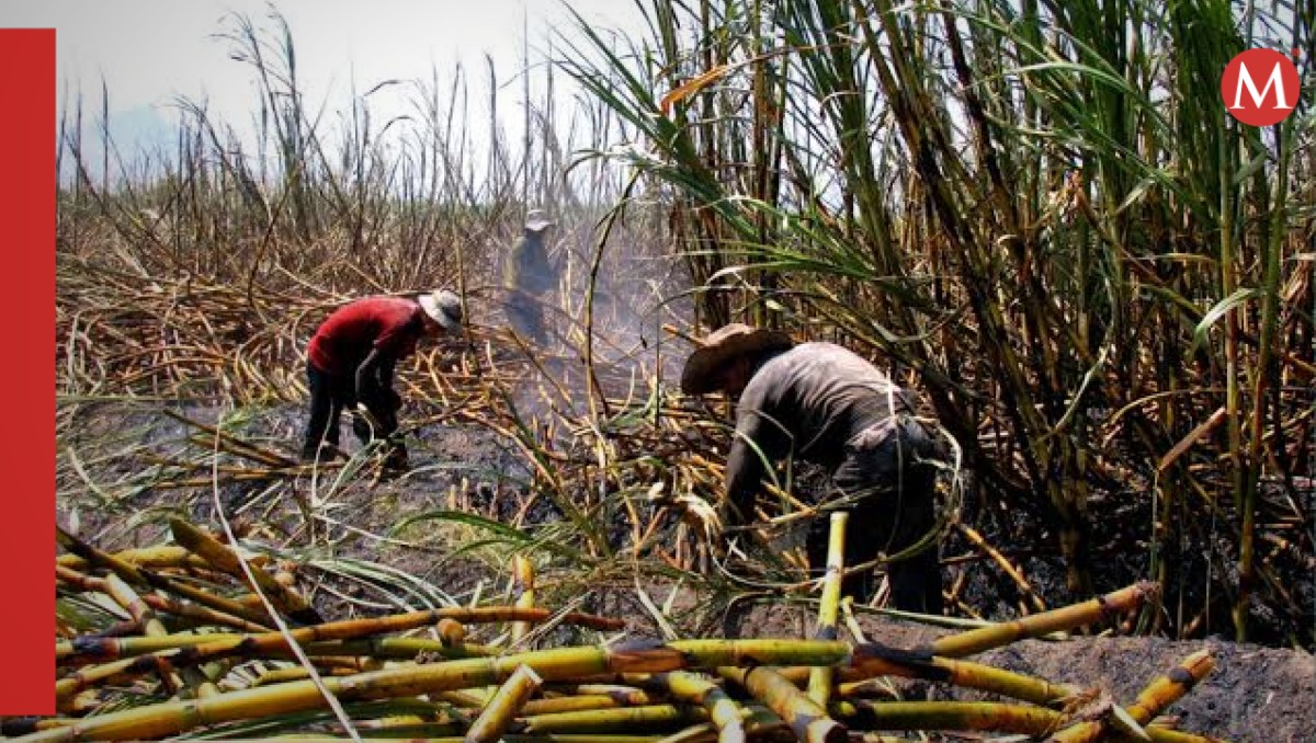A pesar de la crisis por la sequía, habrá azúcar para el mundo