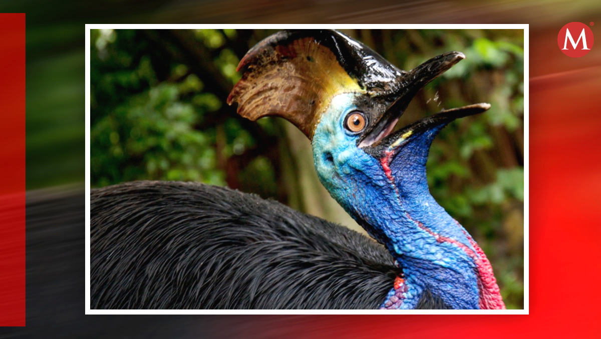 Características del casuario, el animal más peligroso del mundo. | Especial