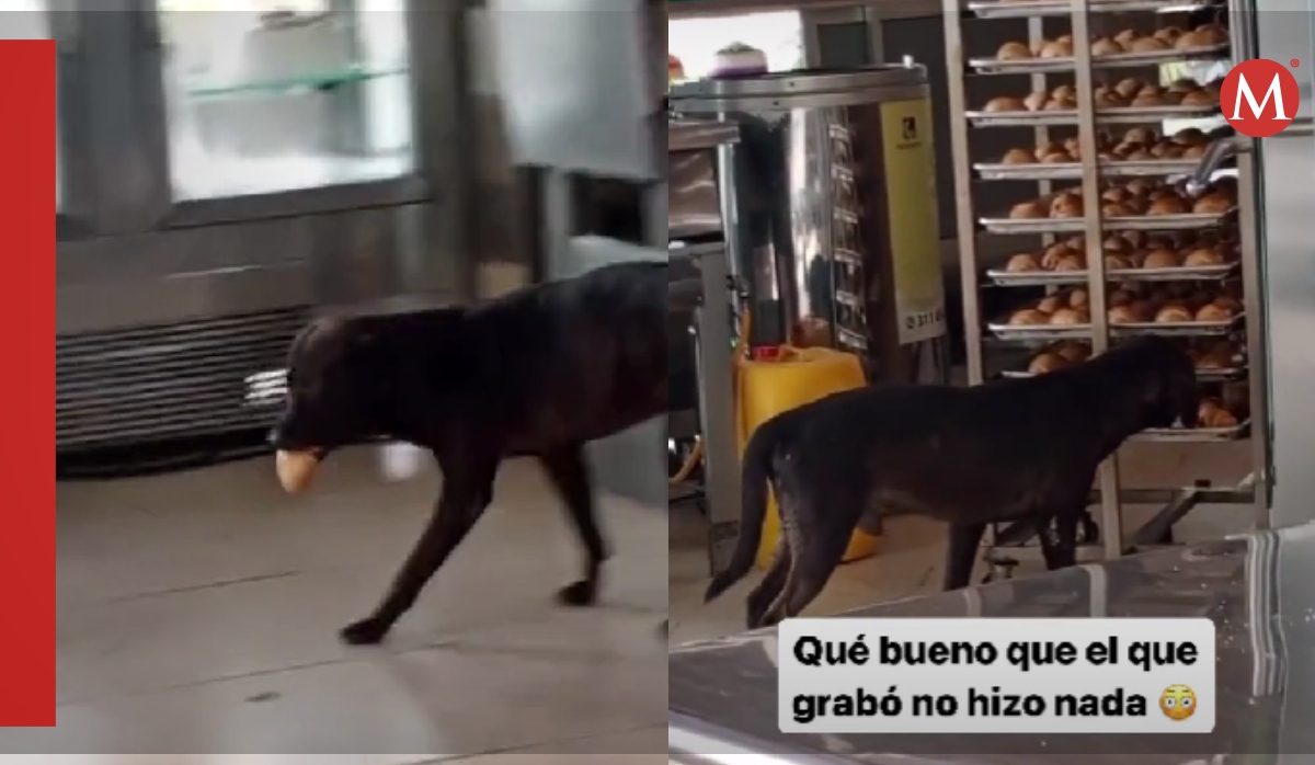 Perrito roba bolillo