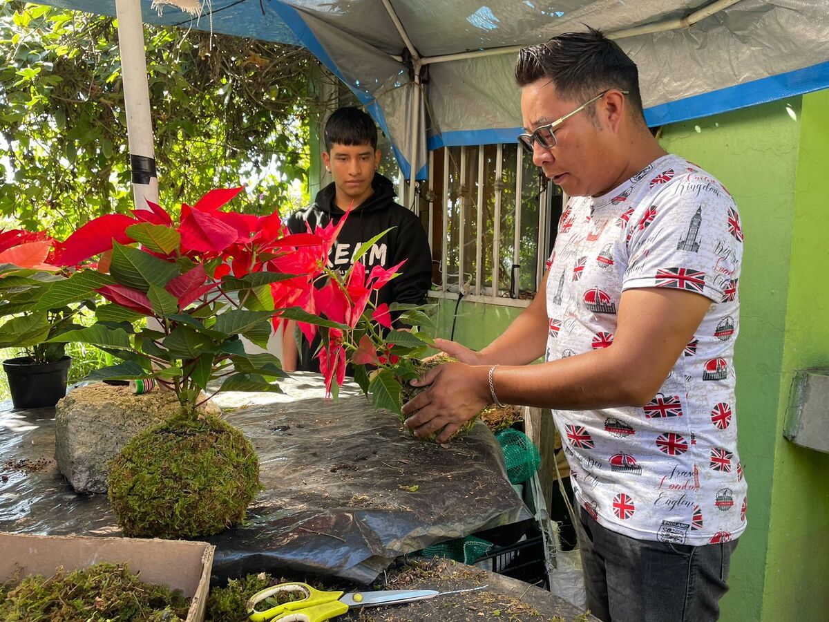 Cultivo de flor de nochebuena en el municipio de Temoaya.