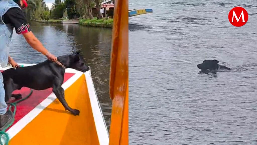 El valiente perrito se viralizó en redes sociales.
