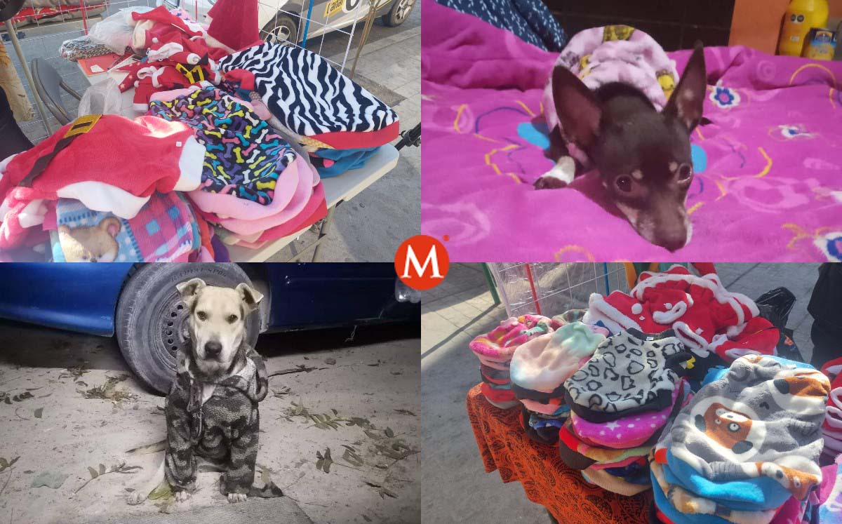 Perritos abrigados en La Laguna. (Especial)